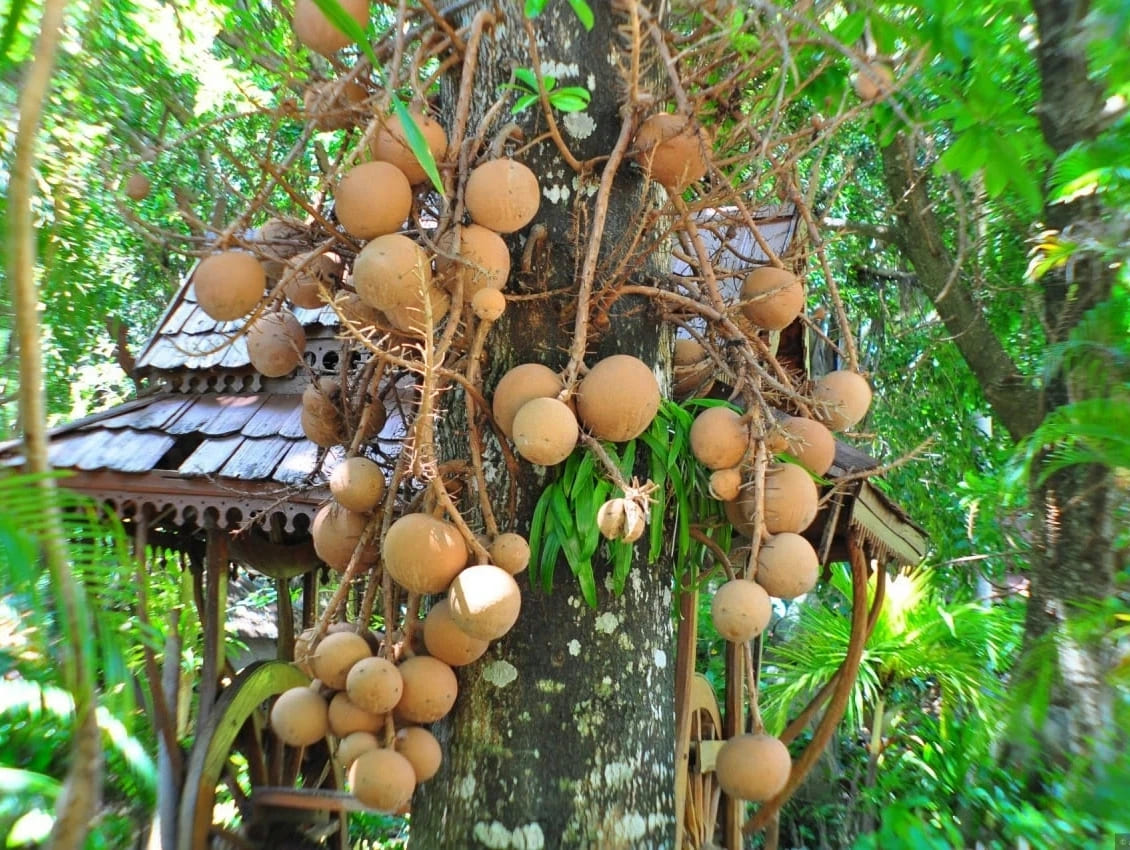 Бразильский орех дерево. Польза и вред